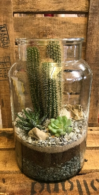 Cacti & Succulent Terrarium