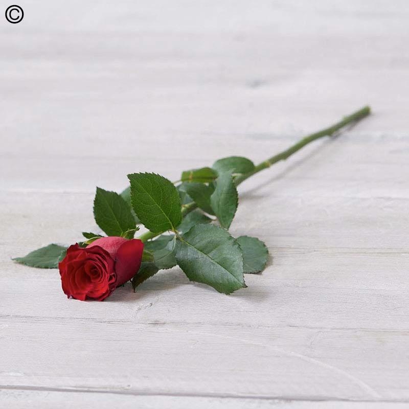 Single red 2025 rose
