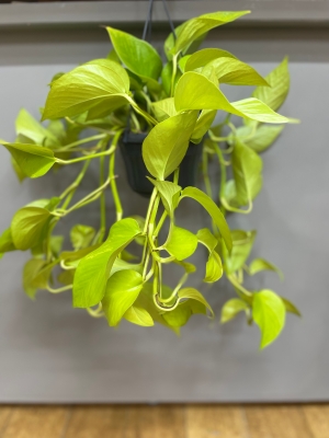 Epipremnun Golden Pothos