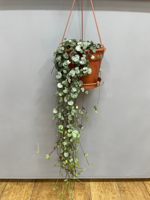 Hanging Ceropegia