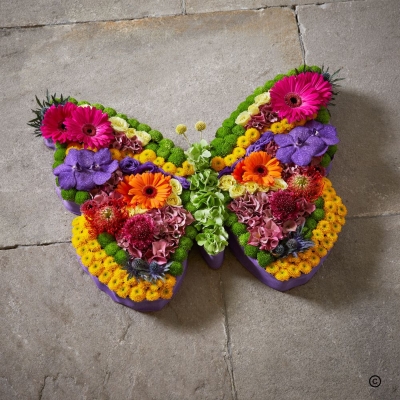 Vibrant Butterfly