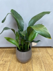 Aspidistra