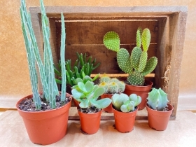 Cacti & Succulent Starter Boxes