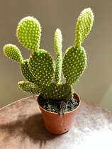 Opuntia microdasys   Bunny Ears Cactus